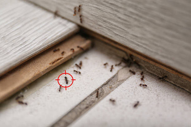 Best Rat Extermination Near Me  in Wlowbrook, IL