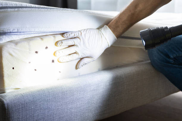 Best Affordable Pest Control Services  in Wlowbrook, IL