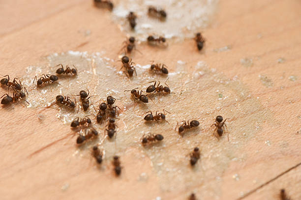 Best Pest Control Treatment  in Wlowbrook, IL