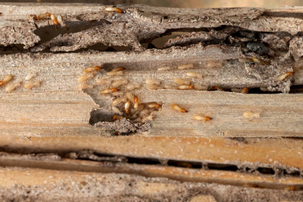 Best Residential Pest Control  in Wlowbrook, IL