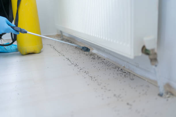 Best Insect Control  in Wlowbrook, IL